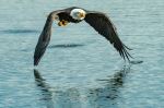 Eagle in Harrison Mills - Photo Credit: Photo by Richard Lee on Unsplash