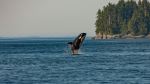Whale - Photo Credit: Photo by Thomas Lipke on Unsplash