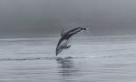 Pacific white-sided dolphin - Photo Credit: Photo by Thomas Lipke on Unsplash