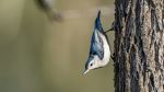 White-breasted Nuthatch - Photo Credit: Photo by Patrice Bouchard on Unsplash