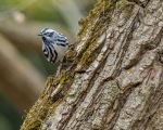 Black and white Warbler - Photo Credit: Photo by Patrice Bouchard on Unsplash