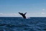 Whale - Photo Credit: hoto by Braden Egli on Unsplash