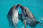 Dolphins - Photo Credit: Photo by Ranae Smith on Unsplash