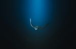 Spotted eagle ray - Photo Credit: Photo by Rémi METIN on Unsplash