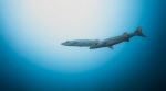 Barracuda - Photo Credit: Photo by Rémi METIN on Unsplash