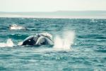  Photo Credit: Photo by Cristian Tarzi on Unsplash