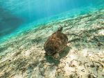 Turtle - Photo Credit: Photo by Darren Lawrence on Unsplash