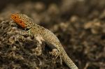 Galápagos lava lizard - Photo Credit: Photo by Peter Wilto from Wikimedia