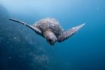 Turtle - Photo Credit: Photo by Dustin Haney on Unsplash