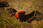 A male Magnificent Frigatebird - Photo Credit: Photo by Andrew Turneron Wikimedia