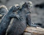 Iguanas - Photo Credit: Photo by Alan Alquist on Unsplash