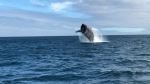Whale - Photo Credit: Photo by Bryan Thompson on Unsplash
