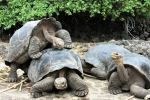 Galapagos Tortoises - Photo Credit: Photo by Deb Dowd on Unsplash