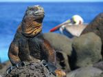 Marine iguana and pelican - Photo Credit: Photo by Michael Jerrard on Unsplash