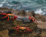 Sally Lightfoot crabs - Photo Credit: Photo by Amy Perez on Unsplash