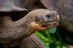 Galapagos Tortoise - Photo Credit: Photo by Magdalena Kula Manchee on Unsplash
