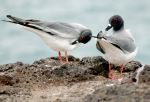 Swallow-tailed Gulls - Photo Credit: Photo by suecan1 from Wikimedia