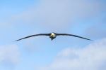 Albatross in flight - Photo Credit: Photo by Dylan Shaw on Unsplash