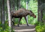 Moose at Horseshoe Lake - Photo Credit: Photo by Stephen Crane on Unsplash