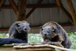 Binturongs at Lok Kawi Wildlife Park - Photo Credit: Photo by You Le on Unsplash