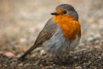  Photo Credit: Photo by Andy Holmes on Unsplash