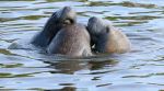 Manatees - Photo Credit: Photo by Paul Crook on Unsplash