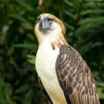 Philippine Eagle - Photo Credit: Photo by Charles Salutan on Unsplash