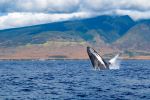 Humpback Whale - Photo Credit: Photo by Steve Wrzeszczynski on Unsplash