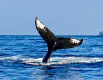 Whale - Photo Credit: Photo by Andrew Bain on Unsplash