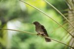 Pearly-eyed thrasher - Photo Credit: Photo by Yogi Misir on Unsplash