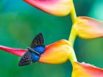 Blue-winged Eurybia - Photo Credit: Photo by William Warby on Unsplash