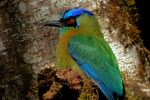 esson's Motmot - Photo Credit: Photo by Dulce Wilson on Unsplash