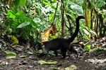 Coati - Photo Credit: Photo by Frank Eiffert on Unsplash
