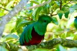 Quetzal - Photo Credit: Photo by Aleksandar Popovski on Unsplash