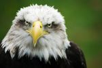 Golden Eagle - Photo Credit: Photo by Alvaro Postigo on Unsplash