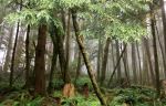 Ecola State Park - Photo Credit: Photo by David KT on Unsplash