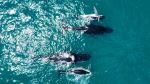 Whales - Photo Credit: Photo by Bailey Rytenskild on Unsplash
