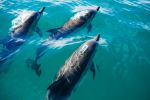 Dolphins - Photo Credit: Photo by Pablo Heimplatz on Unsplash