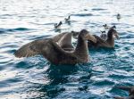 Northern Giant Petrels - Photo Credit: Photo by Adele Erolsky on Unsplash