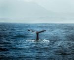  Photo Credit: Photo by Iswanto Arif on Unsplash