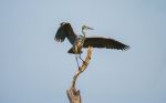 Grey heron - Photo Credit: Photo by Chris Stenger on Unsplash