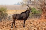 Sable Antelope - Photo Credit: Photo by Chris Stenger on Unsplash