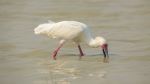 African Spoonbill - Photo Credit: Photo by Chris Stenger on Unsplash