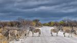 Zebras - Photo Credit: Photo by JP Desvigne on Unsplash