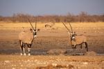 Two Gemsboks - Photo Credit: Photo by Chris Stenger on Unsplash