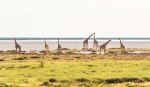 Giraffes on the Beach - Photo Credit: Photo by Eelco Böhtlingk on Unsplash