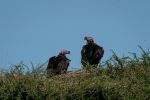 Lappet-Faced Vultures - Photo Credit: Photo by Mustafa Masetic on Unsplash