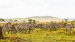  Photo Credit: Photo by Regal African Safaris on Unsplash