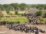 Great wildebeest migration - Photo Credit: Photo by Jorge Tung on Unsplash