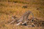 Cheetah - Photo Credit: Photo by Denice Alex on Unsplash